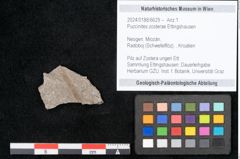Foto (Objekt + Etikett) von Puccinites zosterae Ettingshausen (NHMW-GEO-2024-0188-6629)